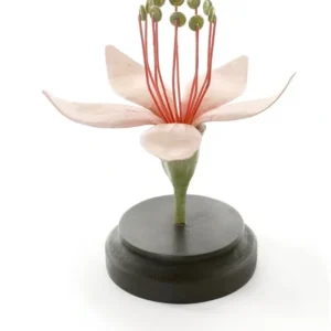 Shop All | Botanical Model, 6" - CaringForTots - Professional Baby and Children's Products | Caring for Growth, Caring for Every Moment